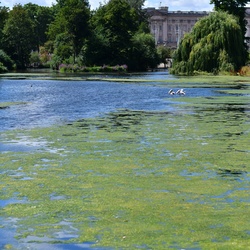 London/St James Park/DSC_2736.JPG